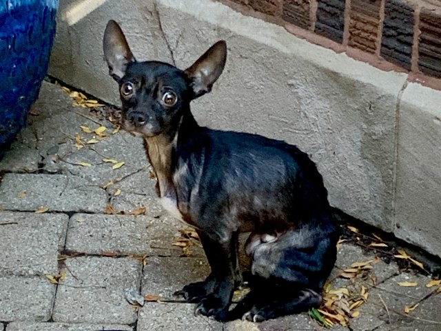 Chihuahua at Chicago Animal Care and Control