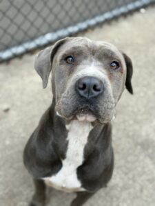 Roswell, adoptable American Pit Bull Terrier at Chicago Animal Care and Control