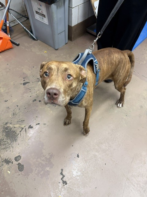 American Pit Bull Terrier at Chicago Animal Care and Control