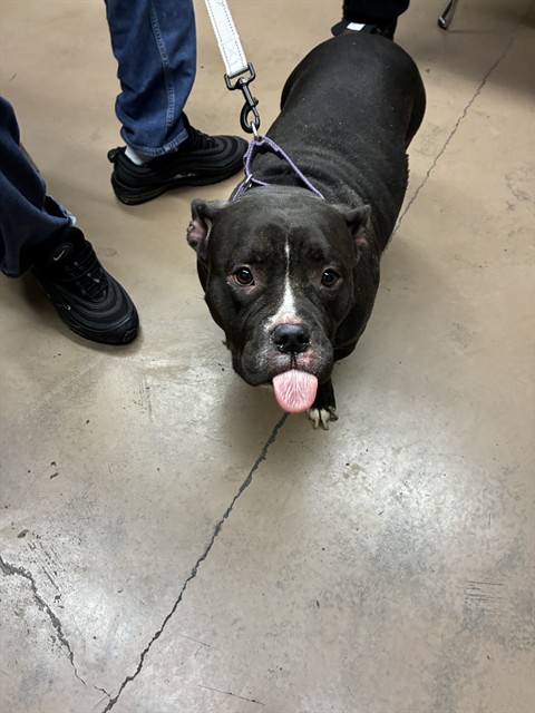 American Pit Bull Terrier at Chicago Animal Care and Control