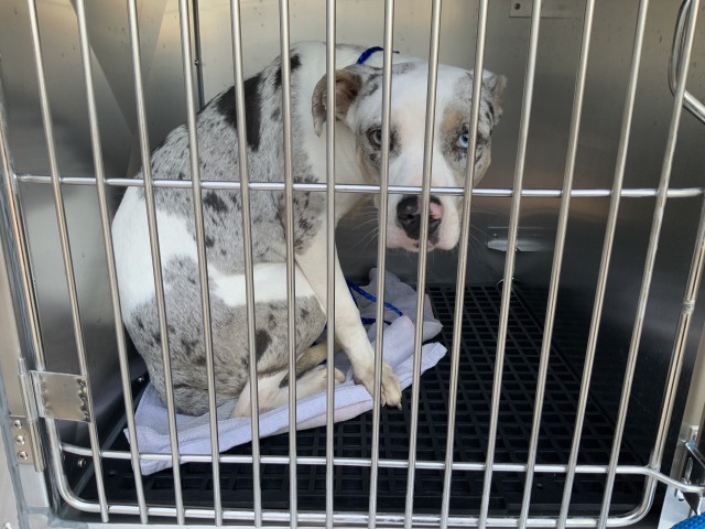 American Pit Bull Terrier / Australian Cattle Dog / Bull Terrier at Chicago Animal Care and Control