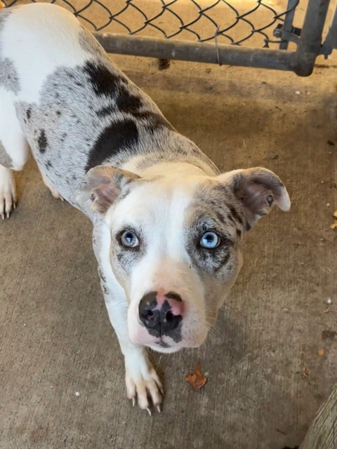 Minx, adoptable American Pit Bull Terrier / Australian Cattle Dog / Bull Terrier at Chicago Animal Care and Control