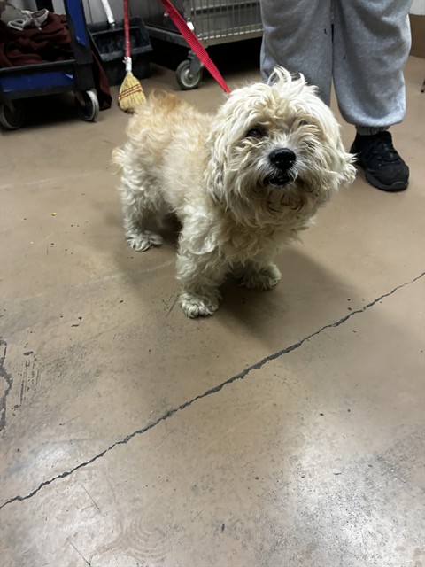 Shih Tzu at Chicago Animal Care and Control