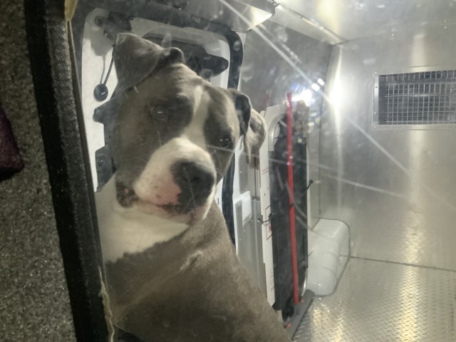 American Pit Bull Terrier at Chicago Animal Care and Control