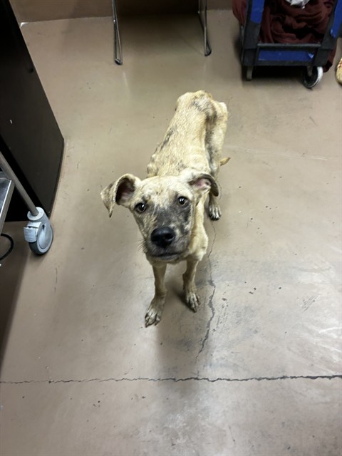American Pit Bull Terrier at Chicago Animal Care and Control