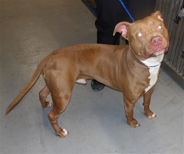 American Pit Bull Terrier at Chicago Animal Care and Control