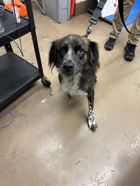 Australian Shepherd at Chicago Animal Care and Control