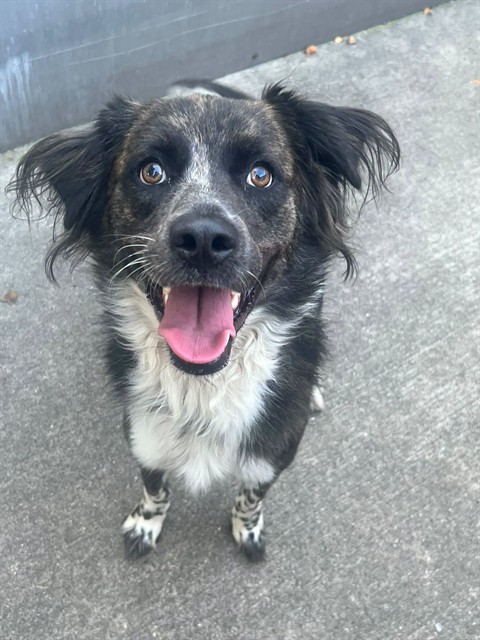 Carmody, adoptable Australian Shepherd at Chicago Animal Care and Control