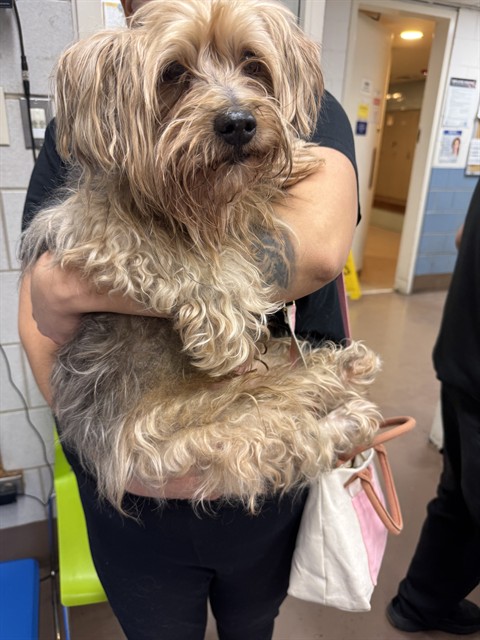 Yorkshire Terrier at Chicago Animal Care and Control