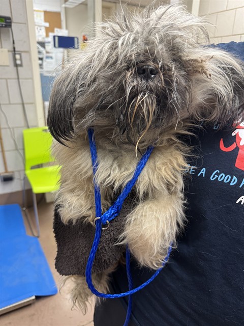 Shih Tzu at Chicago Animal Care and Control