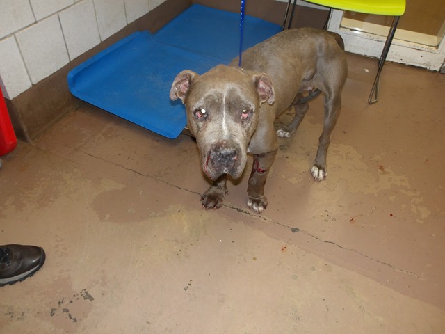 American Pit Bull Terrier at Chicago Animal Care and Control