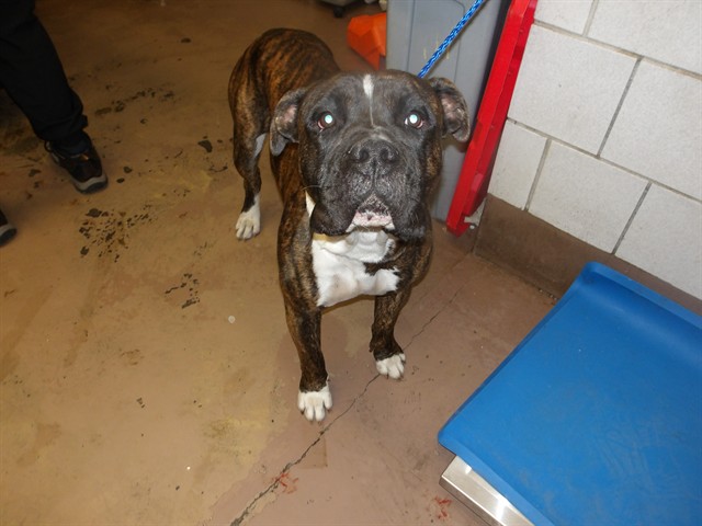 American Pit Bull Terrier at Chicago Animal Care and Control