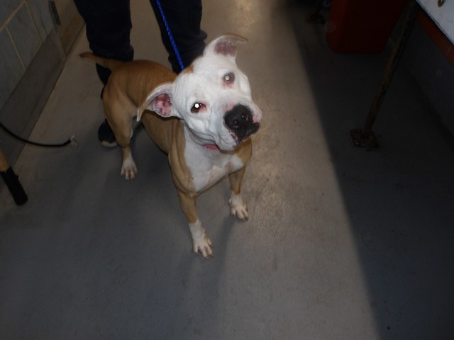 American Pit Bull Terrier at Chicago Animal Care and Control