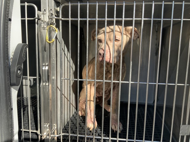 American Pit Bull Terrier at Chicago Animal Care and Control