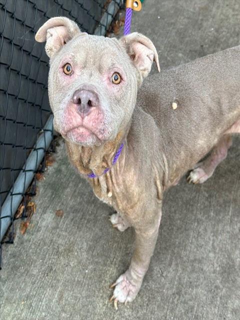 Bagatelle, adoptable American Pit Bull Terrier at Chicago Animal Care and Control