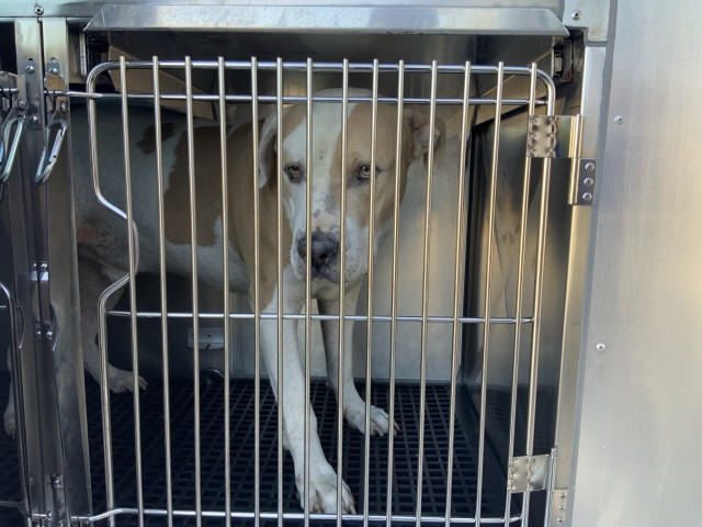 American Bulldog / Bulldog at Chicago Animal Care and Control