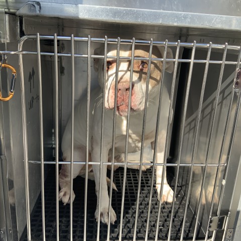 American Pit Bull Terrier at Chicago Animal Care and Control