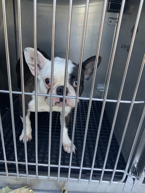 Bulldog at Chicago Animal Care and Control