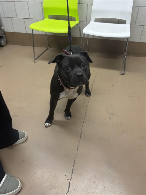 Bull Terrier at Chicago Animal Care and Control