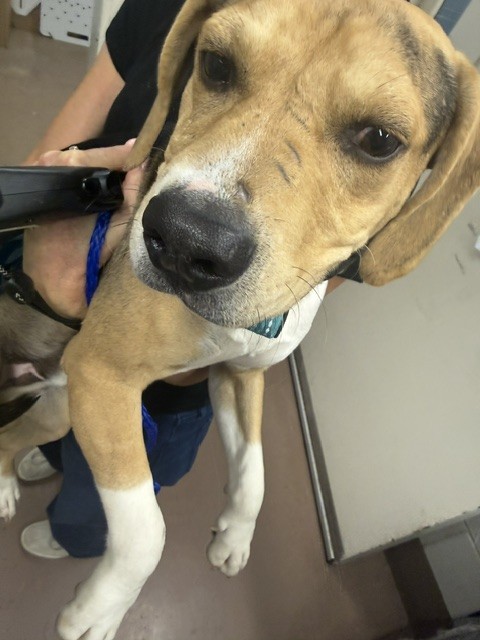 Beagle at Chicago Animal Care and Control
