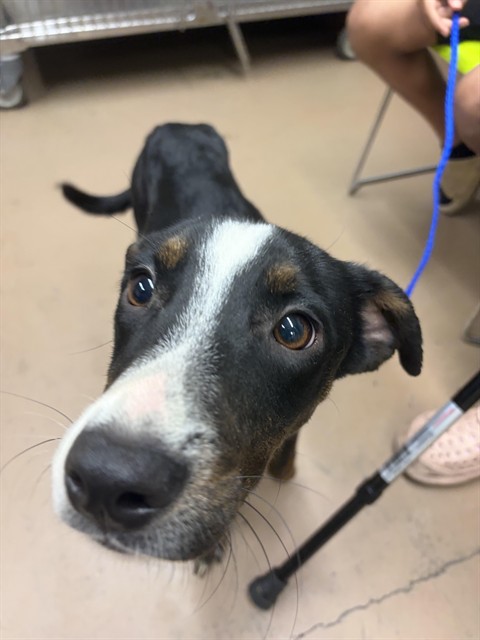 Sassy at Chicago Animal Care and Control