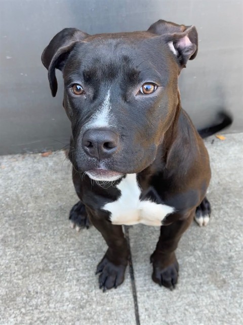 Sweet Pea, adoptable American Pit Bull Terrier at Chicago Animal Care and Control