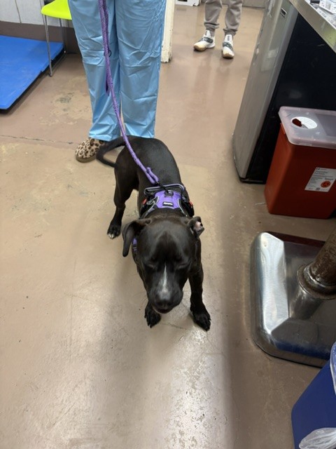 American Pit Bull Terrier at Chicago Animal Care and Control
