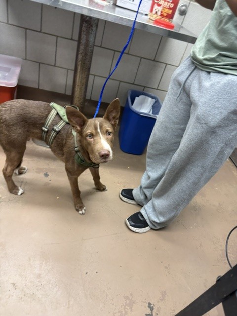 Bronxo at Chicago Animal Care and Control