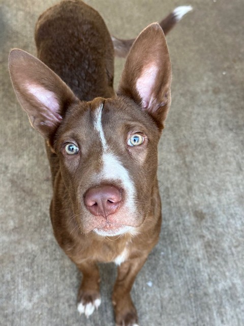 Bronx, adoptable American Pit Bull Terrier / Bull Terrier / Labrador Retriever at Chicago Animal Care and Control