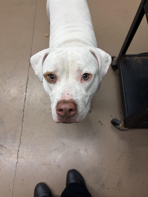 American Pit Bull Terrier at Chicago Animal Care and Control