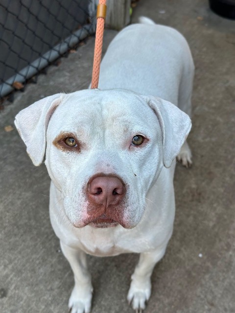 Havana, adoptable American Pit Bull Terrier at Chicago Animal Care and Control