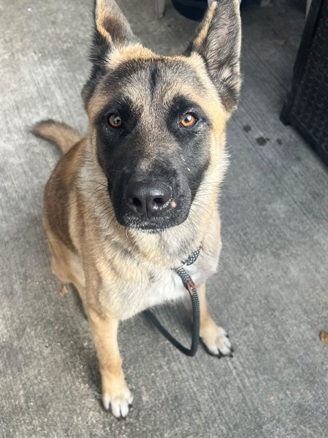 Carissa, adoptable German Shepherd Dog at Chicago Animal Care and Control