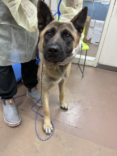 German Shepherd Dog at Chicago Animal Care and Control