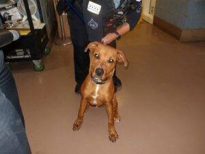 Loomis, adoptable Labrador Retriever at Chicago Animal Care and Control