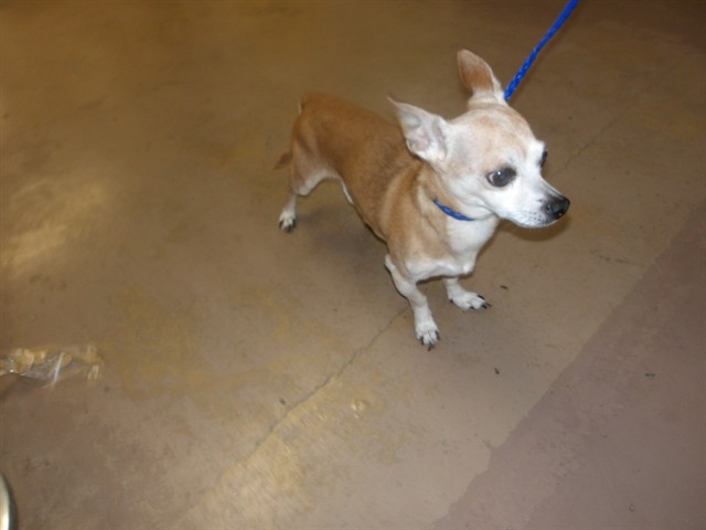Chihuahua at Chicago Animal Care and Control