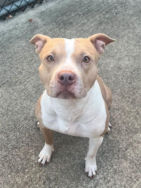 Cider, adoptable American Pit Bull Terrier at Chicago Animal Care and Control