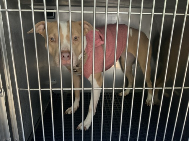American Pit Bull Terrier at Chicago Animal Care and Control