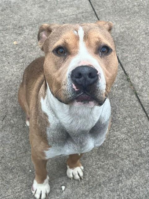 Fargo, adoptable American Pit Bull Terrier at Chicago Animal Care and Control