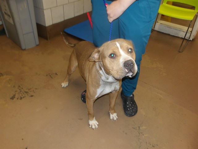 ` at Chicago Animal Care and Control
