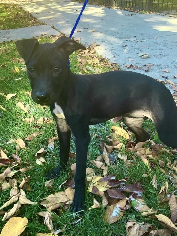 Kora at Chicago Animal Care and Control