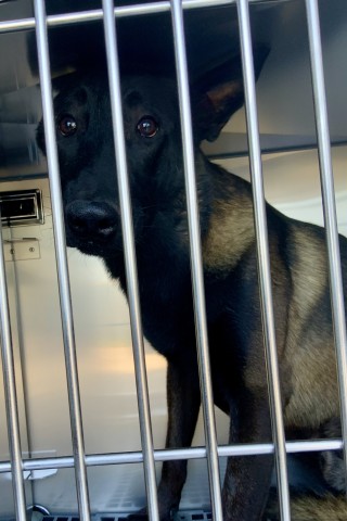 Mr at Chicago Animal Care and Control