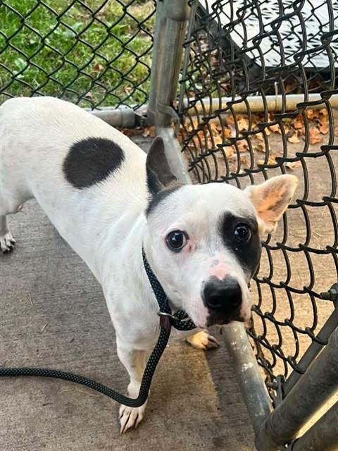 Roxina at Chicago Animal Care and Control