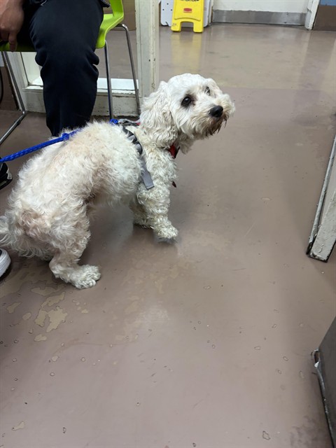 Dog A323438 at Chicago Animal Care and Control