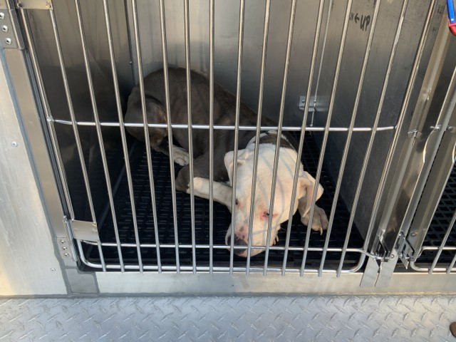 American Pit Bull Terrier at Chicago Animal Care and Control