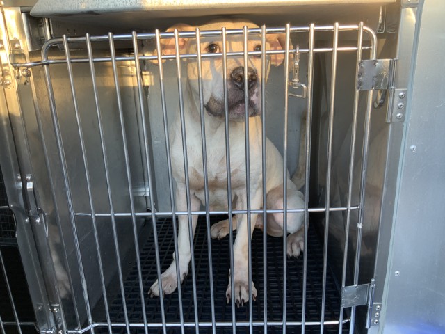 American Pit Bull Terrier at Chicago Animal Care and Control