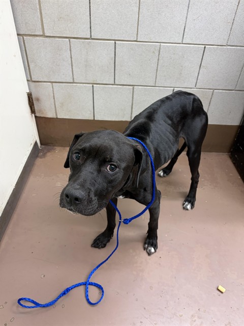 Coco at Chicago Animal Care and Control