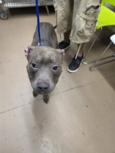 Bobbi, adoptable American Pit Bull Terrier at Chicago Animal Care and Control