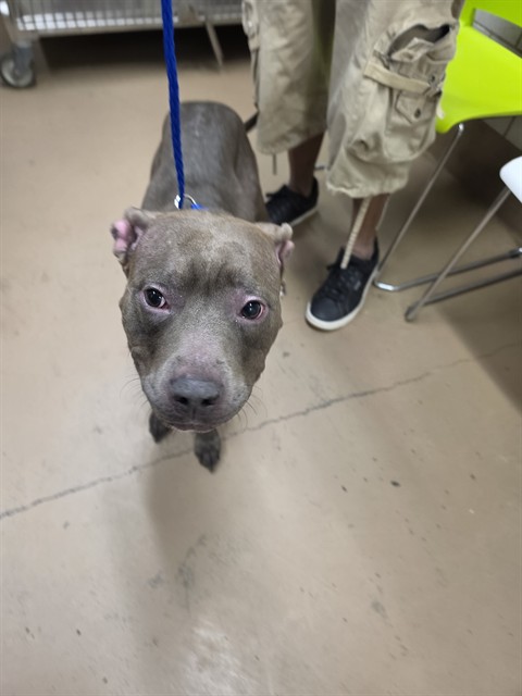 Bobbi at Chicago Animal Care and Control