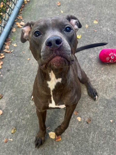 Bobbi, adoptable American Pit Bull Terrier at Chicago Animal Care and Control