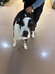 Bernie, adoptable Great Pyrenees at Chicago Animal Care and Control